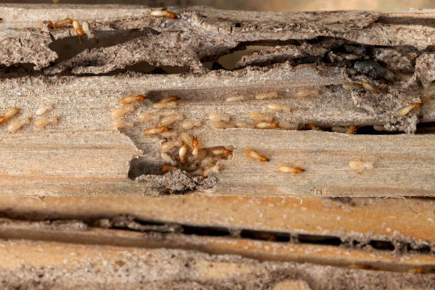 Best Best Pest Control Companies  in New Pek, IN
